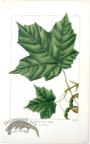 33 Black Sugar Maple